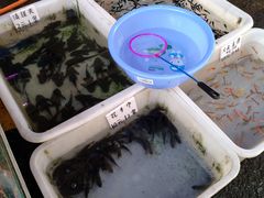 -清平路水族市场