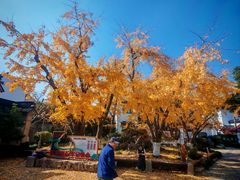 -东山雕花楼