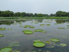 -荷塘月色湿地公园·向阳花洲