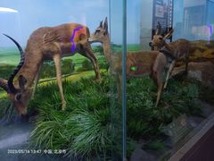 -国家自然博物馆