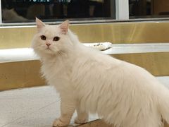 -飞行喵MR PILOT|猫舍·猫咖(静安大融城店)