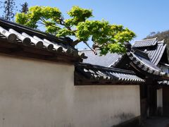 -奈良公园