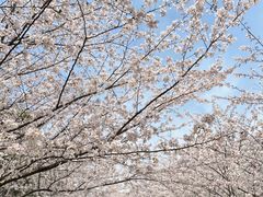 -高东镇樱花园