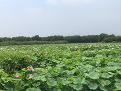 -荷塘月色湿地公园·向阳花洲
