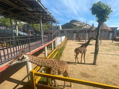 -西霞口神雕山野生动物世界