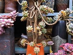 -青石桥花鸟鱼虫市场(叠翠城店)