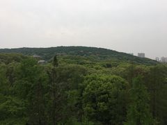 -武汉大学-樱园