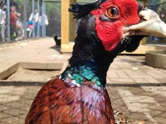 -长白岛森林公园