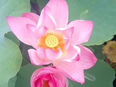 -莲花池公园