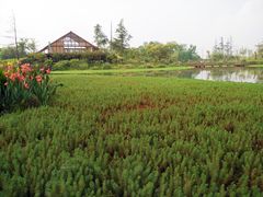 -桤木河湿地公园