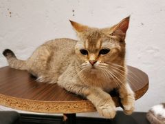 -猫色咖啡·猫咖