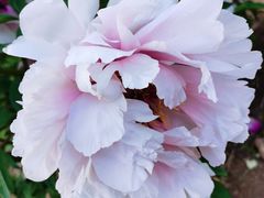 -黑龙江省森林植物园