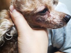-喜多萌中农锦绣动物医院24H·猫科·牙科MRI·CT