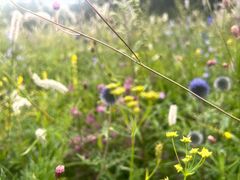 -白草畔自然风景区