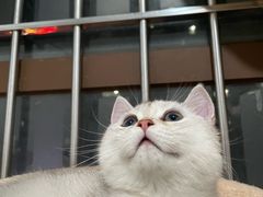 -瑞鹏宠物医院·夜间急症·心超·猫科(祖庙分店)