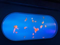 -太平洋海底世界