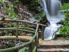 -莫里热带雨林景区