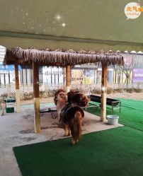 -萌宠亲子动物乐园(槐房万达店)