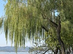 -柳莺湖上·湖景餐厅·江南菜(西湖店)