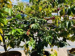 -Torch Coffee 炬点咖啡