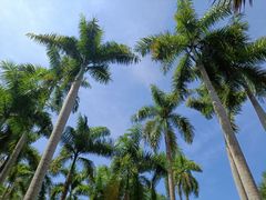 -西双版纳原始森林公园