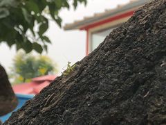 -闻道食府烙饼卷带鱼(原车耳营店原大觉寺店)
