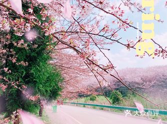 0门票 | 春日踏青最佳，国内最大樱花园