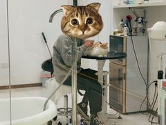 -momokira米努特·德文卷毛猫·棉花面纱犬