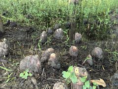 -广富林郊野公园