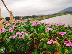 -光明小镇欢乐田园