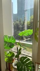 -初心はつ こころ日式美甲美睫沙龙