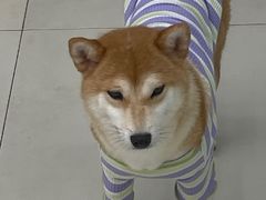 -怪兽屋·羊驼·猫咖·狗咖(俊华广场店)