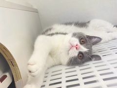 -lincat·猫舍(广州店)
