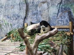 -深圳野生动物园