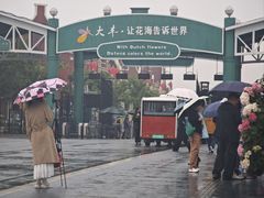 -荷兰花海