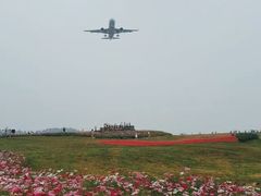 -空港花田景区