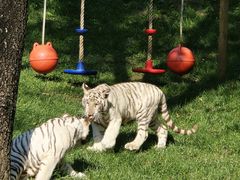 -北京野生动物园