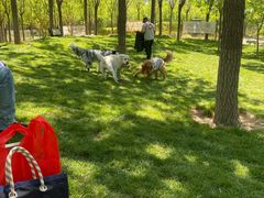 -爪吧宠物乐园 (温榆河示范区店)