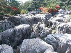 -王莽岭风景区