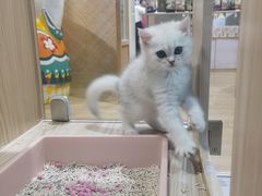 -屋虎猫馆(宝安大仟里店)