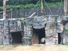 -都江堰中华大熊猫苑