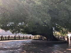 -江心屿景区