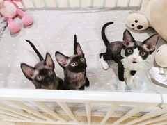 -十年猫舍·猫咪专门店(普陀店)