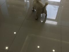 -瑞鹏宠物医院·内科·中兽医·骨科(苗圃店)