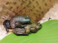 -蓝珊甄选海鲜自助·火锅大排档(近阿那亚店)