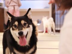 -逗柴咖啡屋·狗咖猫咖宠物桌游