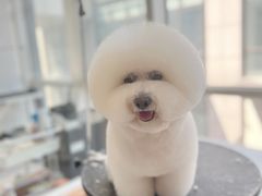 -爱宠屋pet shop·宠物洗澡·宠物美容