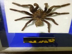 -上海昆虫博物馆