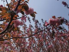 -高东镇樱花园