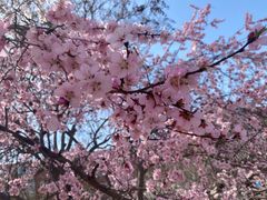 -桃花堤公园